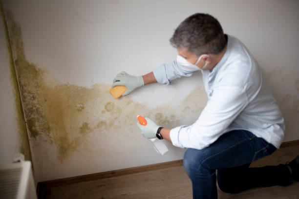 Best Mold Removal for HVAC Installations  in Knightstown, IN